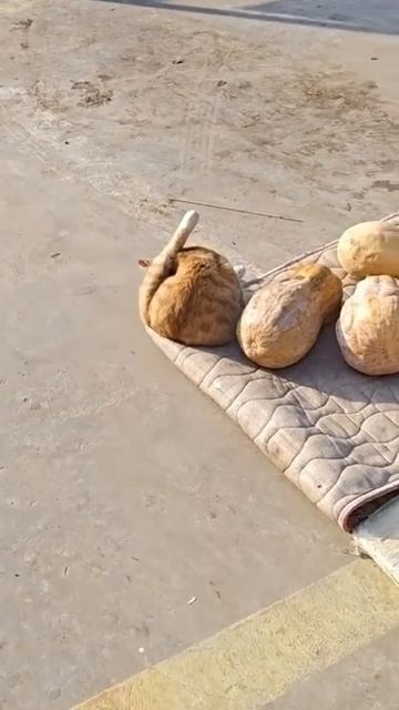 Новый сорт