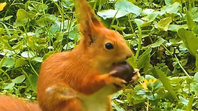 Секреты выживания детенышей дикой природы