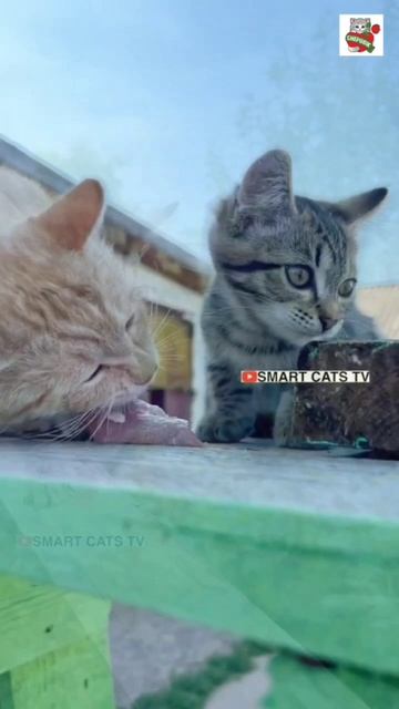Чепусёнок так мало прожил но след ты оставил Большой Добрый 👼🌈❤️🐈🌟