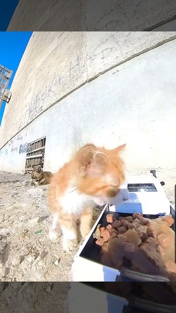 доставка еды для котов