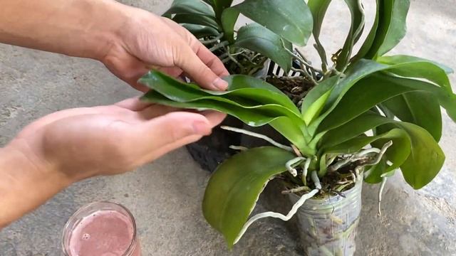 Magic water is very good for orchids, take root, flowers bloom forever