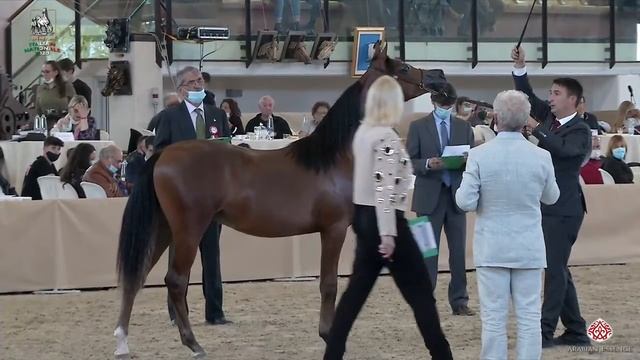 N 49 CPE DAVIDOFF   Italian Nationals 2020   San Giovanni In Marignano   Yearling Colts Class 4A