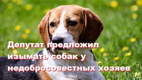 Депутат предложил изымать собак у недобросовестных хозяев