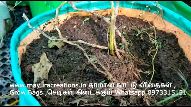 நமது  வீட்டு தோட்டத்தில்  உருளை கிழங்கு அறுவடை