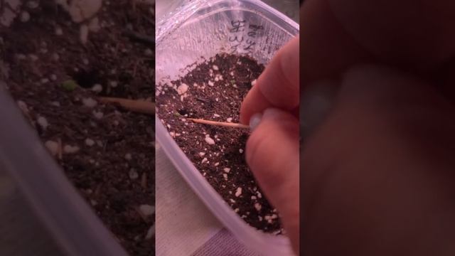 Заглубляю вытянувшиеся всходы петунии🌱