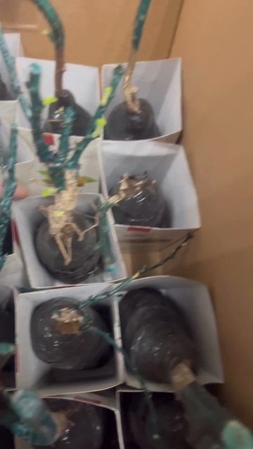 Саженцы плодовых в фикспрайс