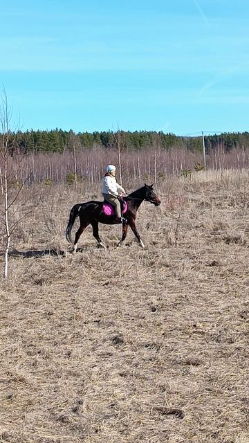 Олеся на Флейте, беззаботная рысь в весеннем поле. #horse #флейта #ксккаспер #kskcasper