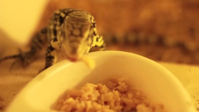 Iroh Eating Ground Turkey [Repidemic]