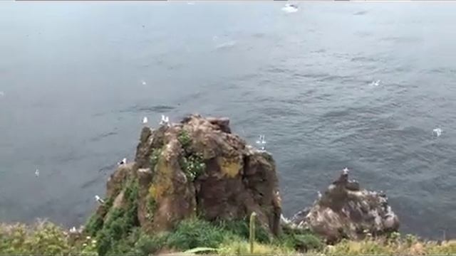 Камча