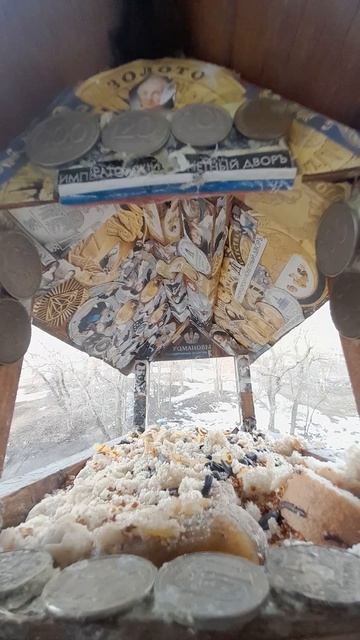 1000039726.mp4Жизнь кормушки.11.03.2025г.