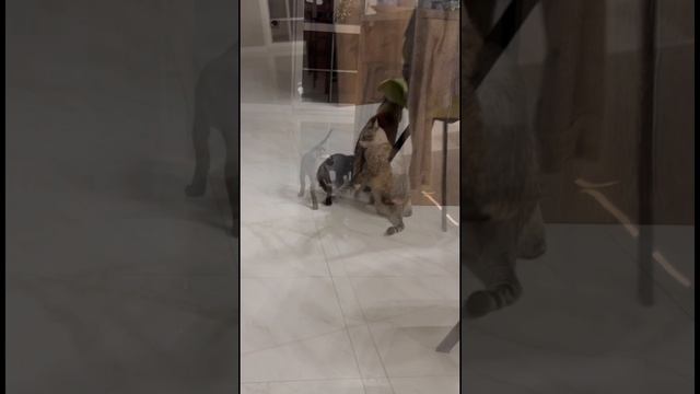 Девон Рекс👽 Первые 6 месяцев, полёт нормальный 🤪