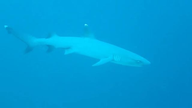 Sipadan Island Scuba Diving | Calm and Peaceful Ocean in Borneo Area
