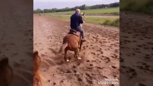 Конь  жийде