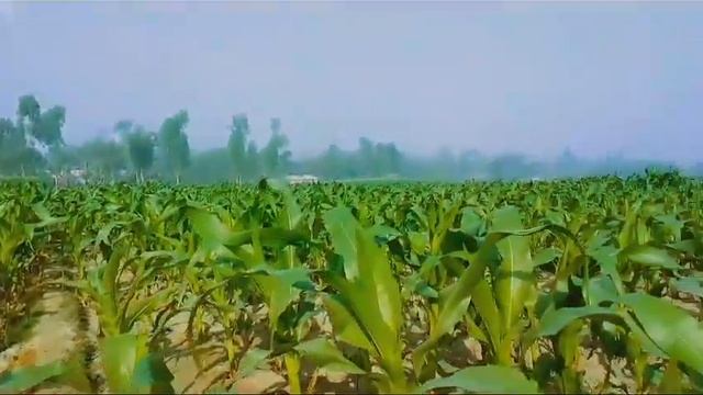 Tarabajer Village View, pirgacha beauty The Green Field View 2024 ||SMART NETWORK
