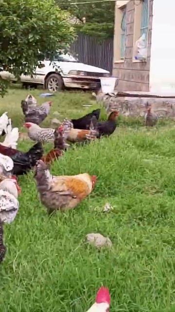 SASSO CHICKEN FARMING IN KENYA. CHICKEN REARING IN KENYA. POULTRY FARMING. POULTRY REARING.