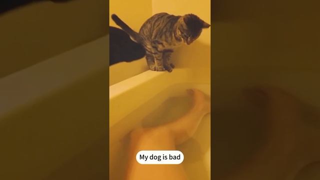 подборка смешных видео с котиками
