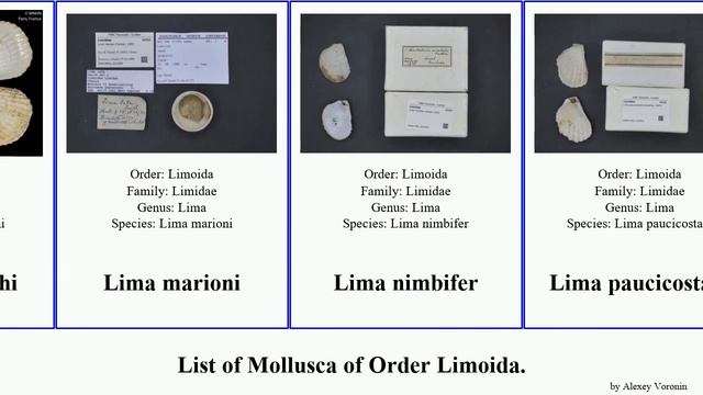 List of Mollusca of Order Limoida. lima limaria ctenoides limatula acesta vulgaris orientalis