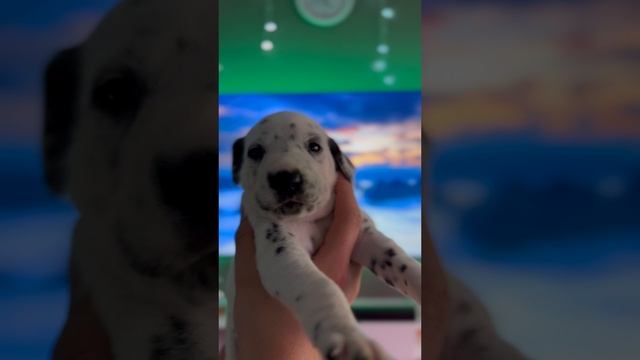 Щенки далматинца видео от  11.03.2025