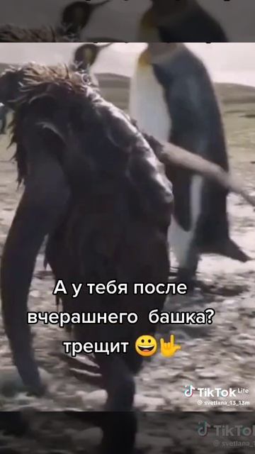 как это пингвин