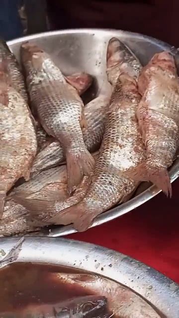 اسعار الفسبخ حسب الحجم