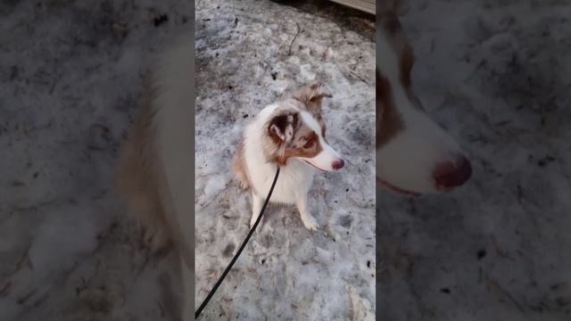 Дети и их питомцы