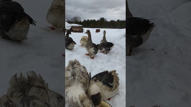 Гуси едят на улице.mp4