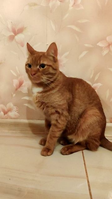Любимчик автора после Блэки 💓