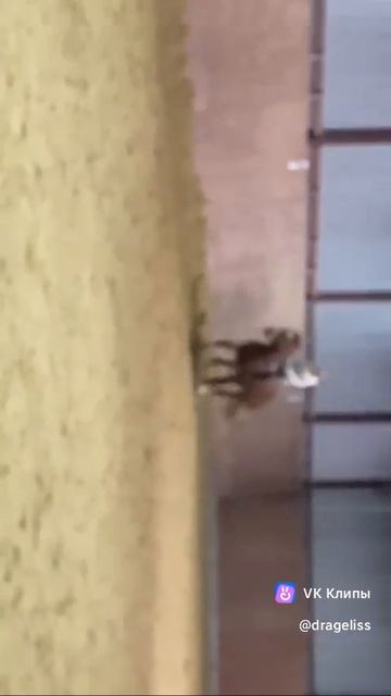 clip-145304449_456240309.mp4