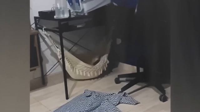 Приколы С Животными 37