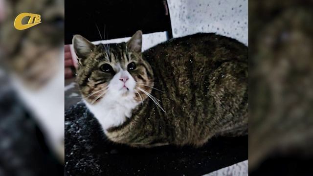 ЖЕЛЕЗНОГОРСКИЕ ПОЛИЦЕЙСКИЕ ПРИЮТИЛИ БЕЗДОМНОГО КОТА