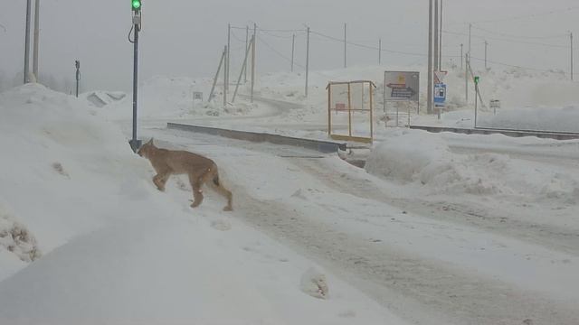 Камеры наблюдения зафиксировали рысь на карьере в Горнозаводске