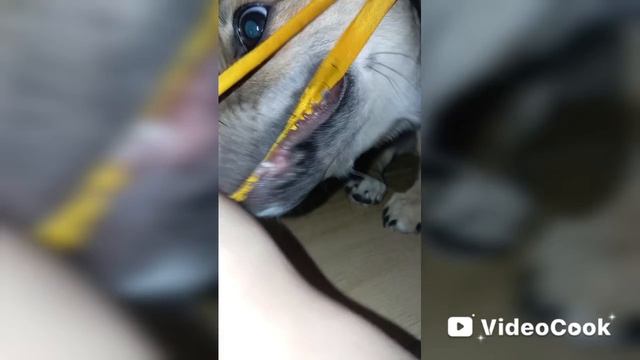 СУПЕР ЛИЗА