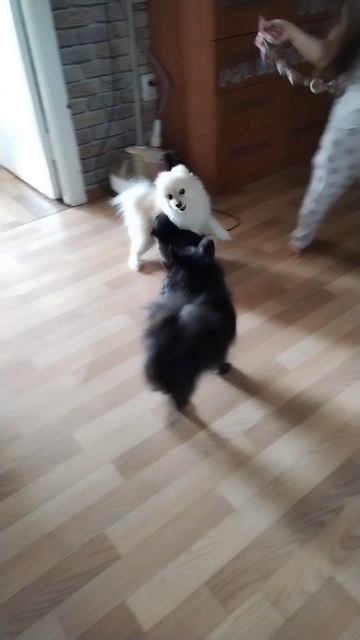 Неразлучные друзья