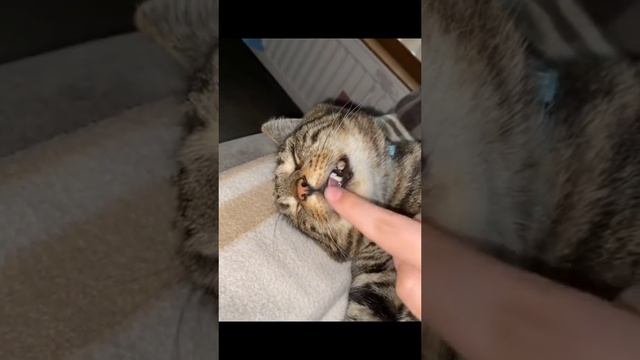 Смешные котики 😂