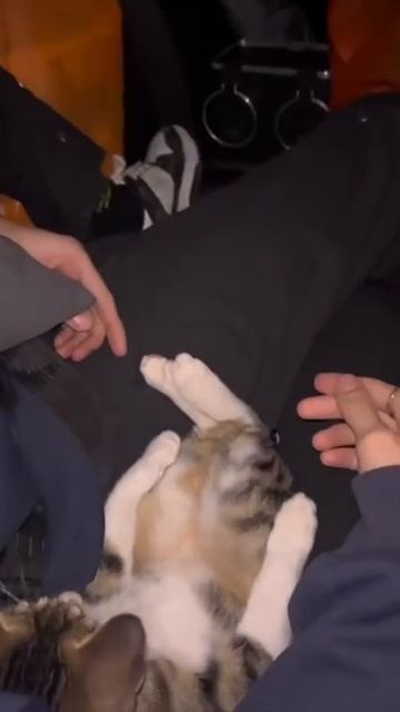 Котопульта
