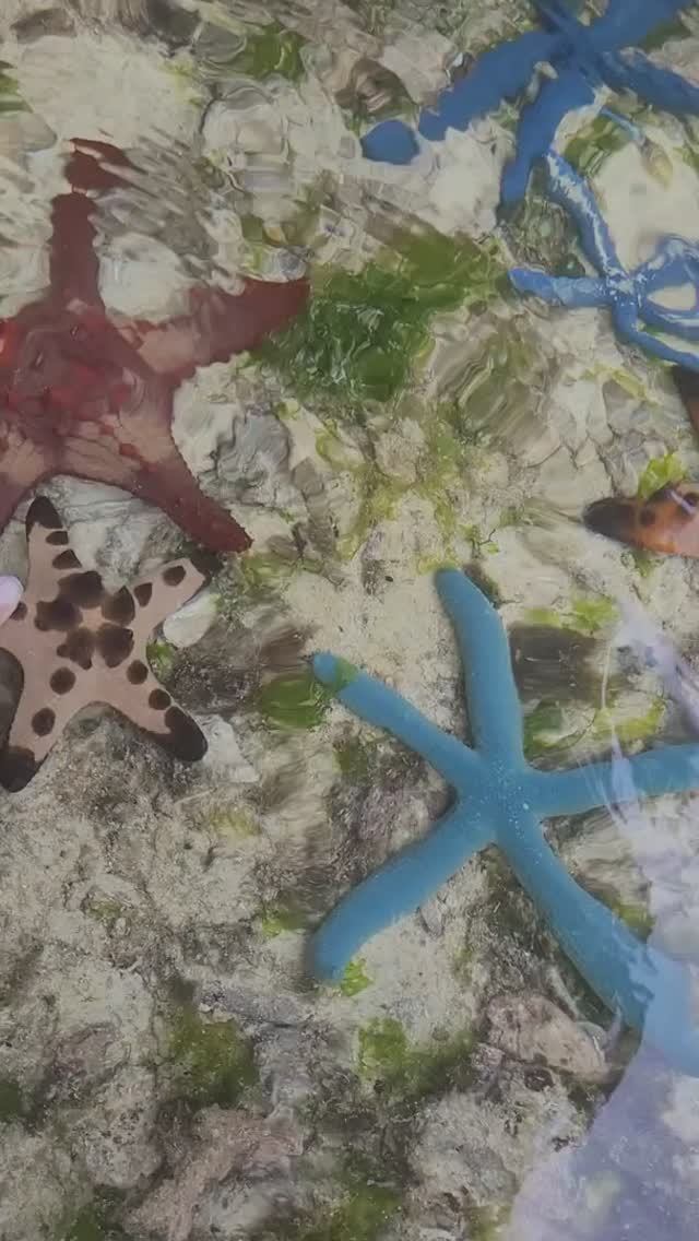 о. Боракай. Нашла звёзды Starfish в океане. Филиппины