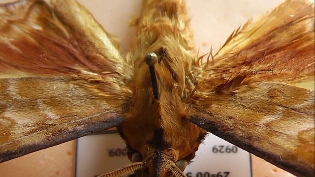 БРАЖНИКИ: 353. Rhadinopasa hornimani
