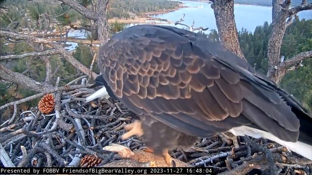 FOBBV CAM🦅Triple Pine Cone Dusk Rendezvous🌙2023-11-27