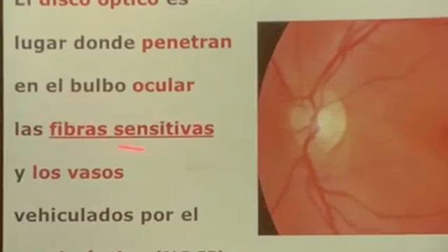 Órgano de la visión parte V