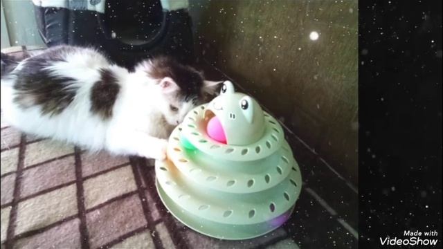 Мариуполь ⛵ утро ⏰🐈 СИМКА 😊