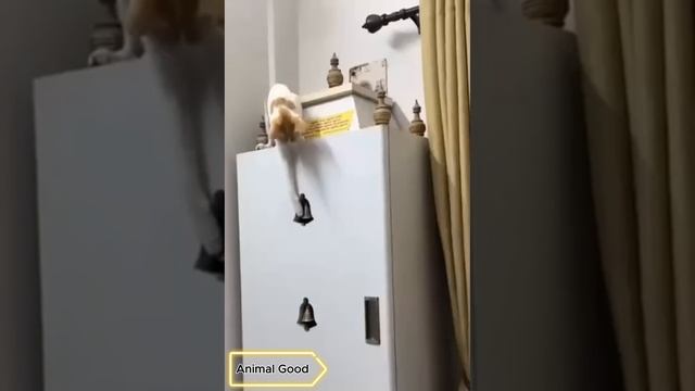 Я РЖАЛ ДО СЛЕЗ 😹 СМЕШНЫЕ КОШКИ И СОБАКИ _ СМЕШНЫЕ ЖИВОТНЫЕ 2023 😹 ЛУЧШИЕ ПРИКОЛЫ #41