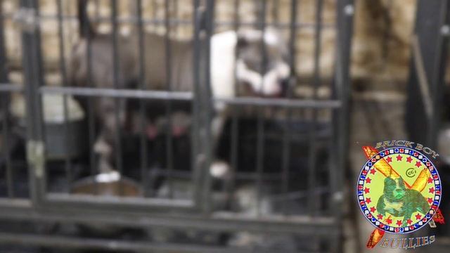 AMERICAN BULLY KENNEL | DAYTONVIEW BULLIES |LIVE FROM THE YARD EP.1 | SHAMROCK | MUSCLETONE | MAGOO