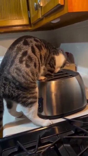 Котик, там нет ничего!