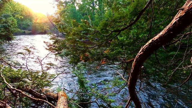 Поворот прекрасной реки на фоне раскидистого дерева. Успокоение и шум воды.