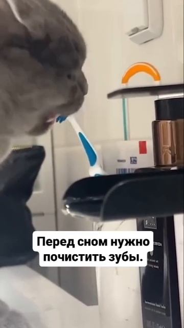Чистим зубы перед сном