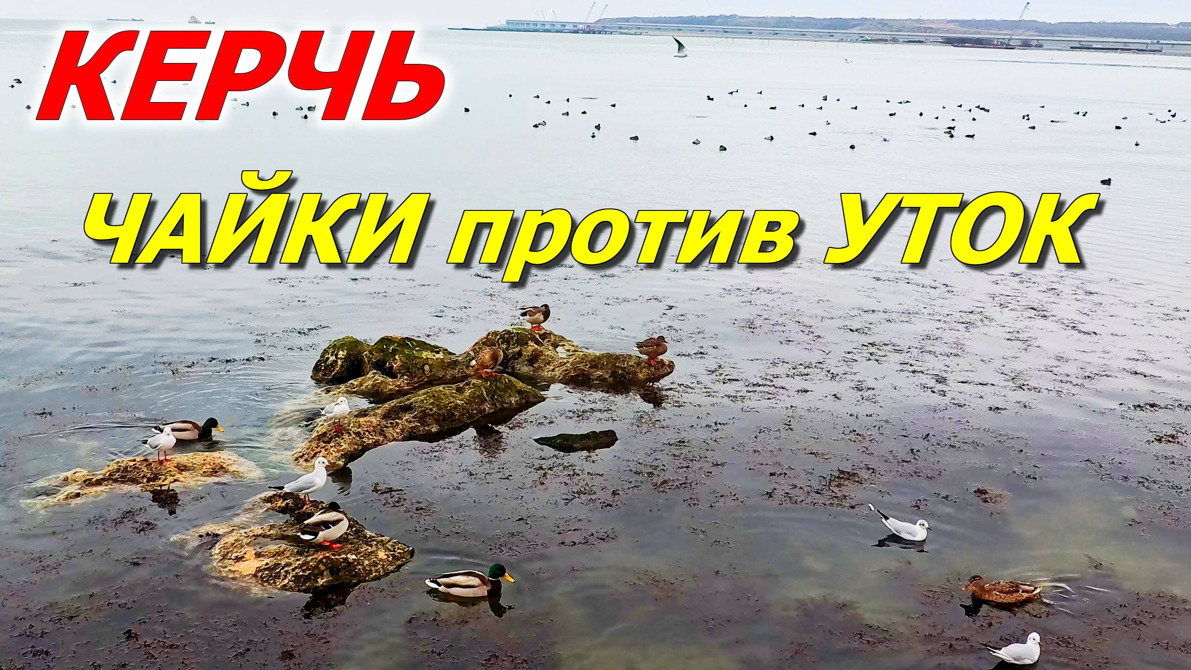 КЕРЧЬ. Война за крошки: чайки против уток