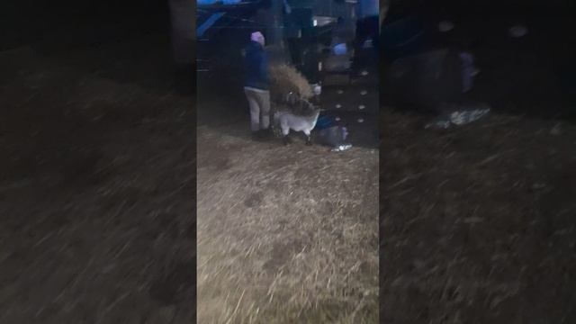 Волк и семеро козлят