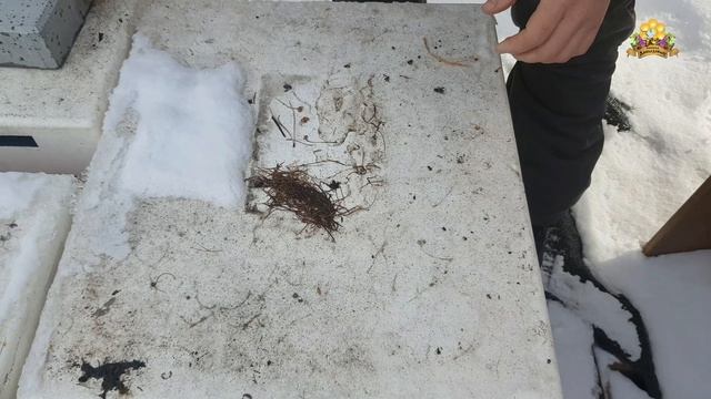 Как зимует бакфаст
