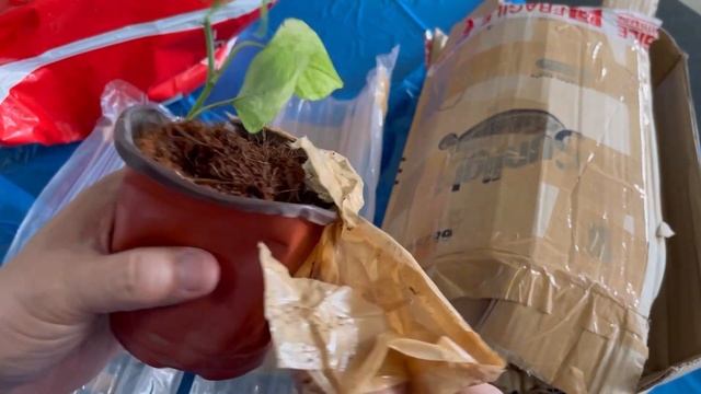 Unboxing and Repotting Epipremnum Jungle Mint
