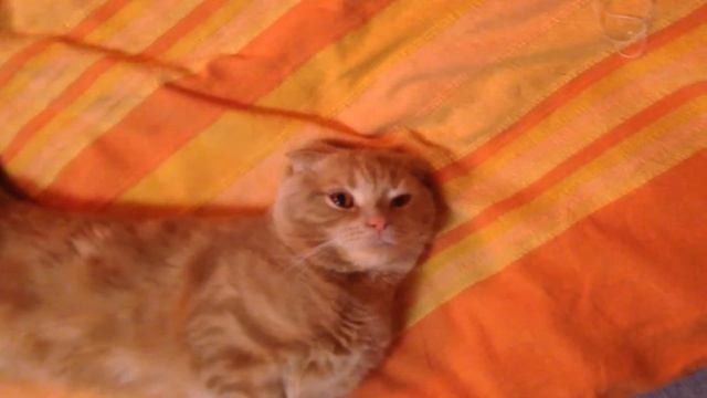 Stoned cat, part 1 -- Укуренный кот часть 1